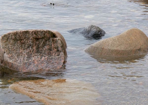 Dotts billeder fra Duegården